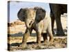Baby African Elephant in Mud, Namibia-Joe Restuccia III-Stretched Canvas