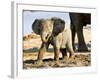 Baby African Elephant in Mud, Namibia-Joe Restuccia III-Framed Photographic Print