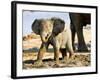 Baby African Elephant in Mud, Namibia-Joe Restuccia III-Framed Photographic Print