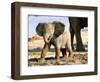 Baby African Elephant in Mud, Namibia-Joe Restuccia III-Framed Photographic Print