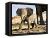 Baby African Elephant in Mud, Namibia-Joe Restuccia III-Framed Stretched Canvas