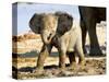 Baby African Elephant in Mud, Namibia-Joe Restuccia III-Stretched Canvas