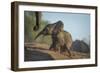 Baby African Elephant (Loxodonta Africana), Climbing Up A Riverbank, Chobe National Park, Botswana-Wim van den Heever-Framed Photographic Print