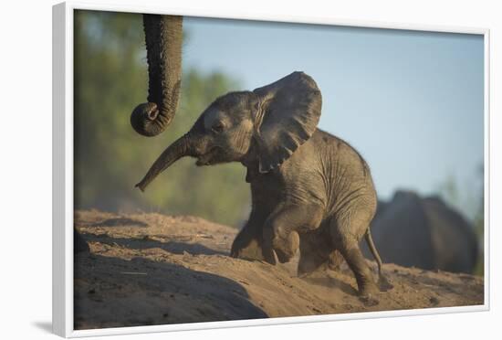 Baby African Elephant (Loxodonta Africana), Climbing Up A Riverbank, Chobe National Park, Botswana-Wim van den Heever-Framed Photographic Print