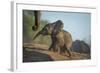 Baby African Elephant (Loxodonta Africana), Climbing Up A Riverbank, Chobe National Park, Botswana-Wim van den Heever-Framed Photographic Print