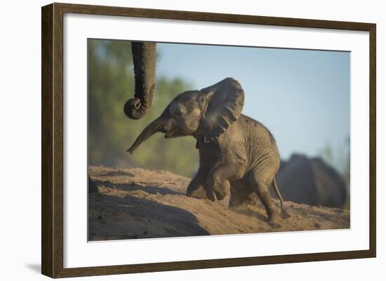 Baby African Elephant (Loxodonta Africana), Climbing Up A Riverbank, Chobe National Park, Botswana-Wim van den Heever-Framed Photographic Print