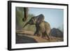 Baby African Elephant (Loxodonta Africana), Climbing Up A Riverbank, Chobe National Park, Botswana-Wim van den Heever-Framed Photographic Print