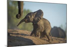 Baby African Elephant (Loxodonta Africana), Climbing Up A Riverbank, Chobe National Park, Botswana-Wim van den Heever-Mounted Photographic Print