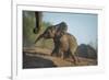Baby African Elephant (Loxodonta Africana), Climbing Up A Riverbank, Chobe National Park, Botswana-Wim van den Heever-Framed Photographic Print