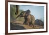 Baby African Elephant (Loxodonta Africana), Climbing Up A Riverbank, Chobe National Park, Botswana-Wim van den Heever-Framed Photographic Print