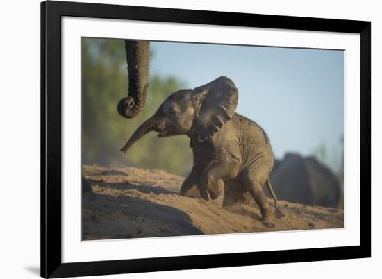 Baby African Elephant (Loxodonta Africana), Climbing Up A Riverbank, Chobe National Park, Botswana-Wim van den Heever-Framed Photographic Print