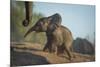 Baby African Elephant (Loxodonta Africana), Climbing Up A Riverbank, Chobe National Park, Botswana-Wim van den Heever-Mounted Photographic Print