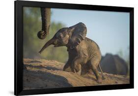 Baby African Elephant (Loxodonta Africana), Climbing Up A Riverbank, Chobe National Park, Botswana-Wim van den Heever-Framed Photographic Print