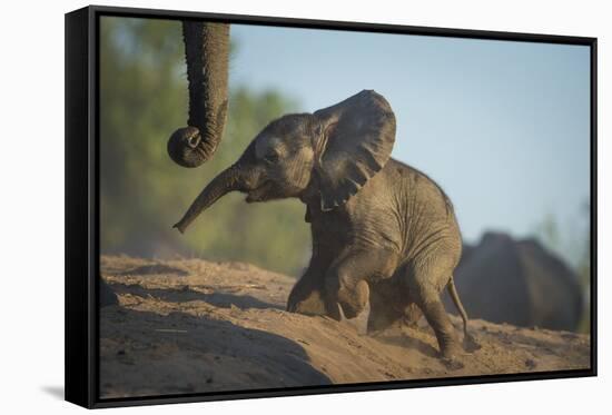 Baby African Elephant (Loxodonta Africana), Climbing Up A Riverbank, Chobe National Park, Botswana-Wim van den Heever-Framed Stretched Canvas