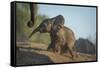 Baby African Elephant (Loxodonta Africana), Climbing Up A Riverbank, Chobe National Park, Botswana-Wim van den Heever-Framed Stretched Canvas