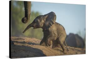 Baby African Elephant (Loxodonta Africana), Climbing Up A Riverbank, Chobe National Park, Botswana-Wim van den Heever-Stretched Canvas