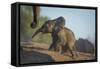 Baby African Elephant (Loxodonta Africana), Climbing Up A Riverbank, Chobe National Park, Botswana-Wim van den Heever-Framed Stretched Canvas