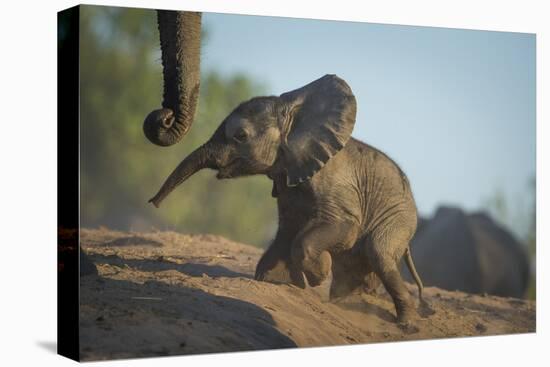 Baby African Elephant (Loxodonta Africana), Climbing Up A Riverbank, Chobe National Park, Botswana-Wim van den Heever-Stretched Canvas