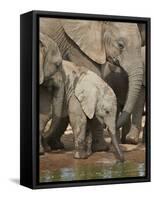 Baby African Elephant (Loxodonta Africana) Drinking-James Hager-Framed Stretched Canvas