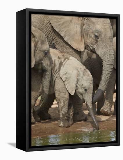 Baby African Elephant (Loxodonta Africana) Drinking-James Hager-Framed Stretched Canvas