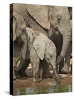 Baby African Elephant (Loxodonta Africana) Drinking-James Hager-Stretched Canvas