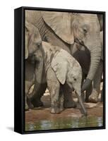 Baby African Elephant (Loxodonta Africana) Drinking-James Hager-Framed Stretched Canvas