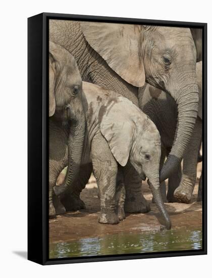 Baby African Elephant (Loxodonta Africana) Drinking-James Hager-Framed Stretched Canvas
