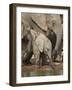 Baby African Elephant (Loxodonta Africana) Drinking-James Hager-Framed Photographic Print