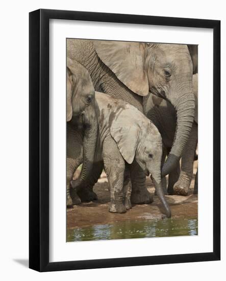 Baby African Elephant (Loxodonta Africana) Drinking-James Hager-Framed Photographic Print