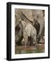 Baby African Elephant (Loxodonta Africana) Drinking-James Hager-Framed Photographic Print