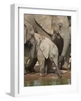 Baby African Elephant (Loxodonta Africana) Drinking-James Hager-Framed Photographic Print