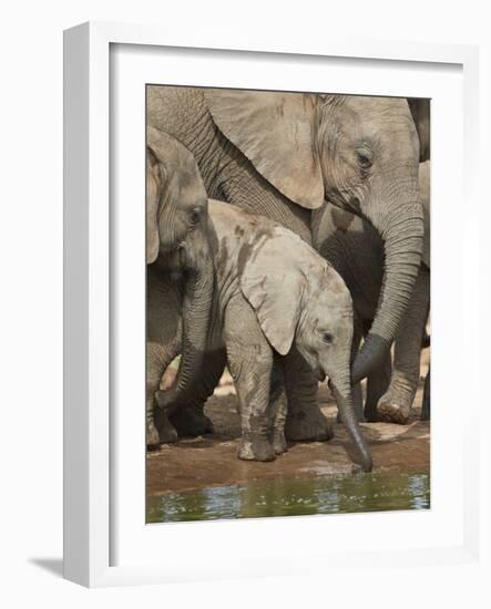 Baby African Elephant (Loxodonta Africana) Drinking-James Hager-Framed Photographic Print