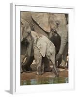 Baby African Elephant (Loxodonta Africana) Drinking-James Hager-Framed Photographic Print