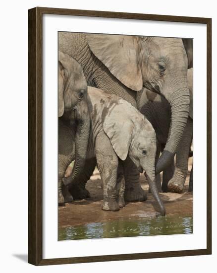 Baby African Elephant (Loxodonta Africana) Drinking-James Hager-Framed Photographic Print