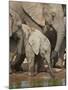 Baby African Elephant (Loxodonta Africana) Drinking-James Hager-Mounted Photographic Print