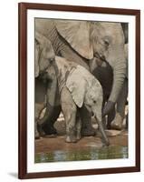 Baby African Elephant (Loxodonta Africana) Drinking-James Hager-Framed Photographic Print