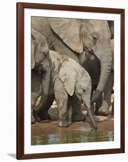 Baby African Elephant (Loxodonta Africana) Drinking-James Hager-Framed Photographic Print