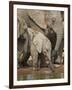 Baby African Elephant (Loxodonta Africana) Drinking-James Hager-Framed Photographic Print