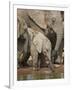 Baby African Elephant (Loxodonta Africana) Drinking-James Hager-Framed Photographic Print