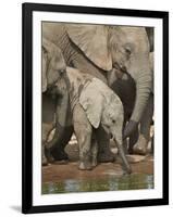 Baby African Elephant (Loxodonta Africana) Drinking-James Hager-Framed Photographic Print