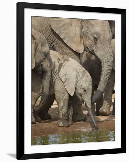 Baby African Elephant (Loxodonta Africana) Drinking-James Hager-Framed Photographic Print