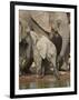 Baby African Elephant (Loxodonta Africana) Drinking-James Hager-Framed Photographic Print