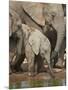 Baby African Elephant (Loxodonta Africana) Drinking-James Hager-Mounted Photographic Print