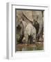 Baby African Elephant (Loxodonta Africana) Drinking-James Hager-Framed Premium Photographic Print