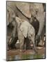 Baby African Elephant (Loxodonta Africana) Drinking-James Hager-Mounted Premium Photographic Print