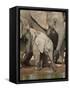 Baby African Elephant (Loxodonta Africana) Drinking-James Hager-Framed Stretched Canvas