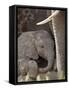 Baby African Elephant (Loxodonta Africana), Kruger National Park, South Africa, Africa-James Hager-Framed Stretched Canvas