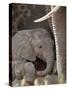 Baby African Elephant (Loxodonta Africana), Kruger National Park, South Africa, Africa-James Hager-Stretched Canvas
