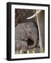 Baby African Elephant (Loxodonta Africana), Kruger National Park, South Africa, Africa-James Hager-Framed Photographic Print