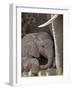 Baby African Elephant (Loxodonta Africana), Kruger National Park, South Africa, Africa-James Hager-Framed Photographic Print